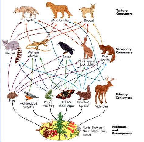 how are food webs similar to food chains